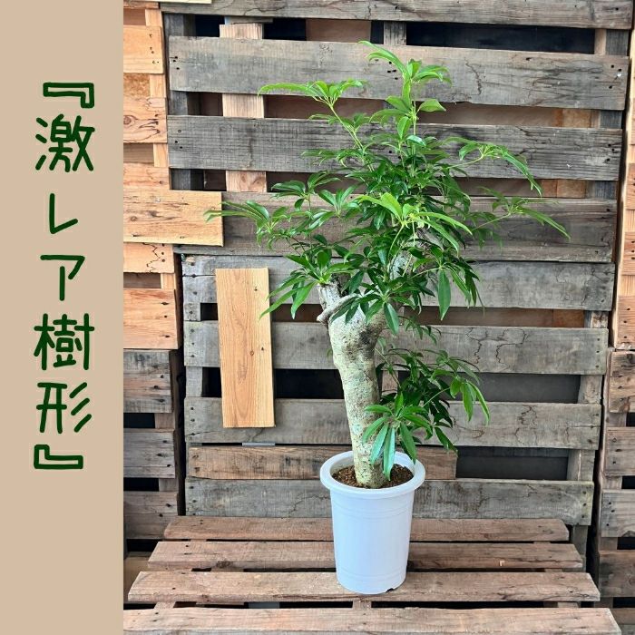 観葉植物現品販売