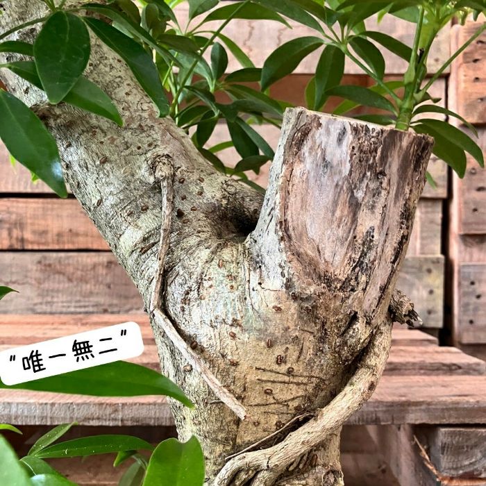 観葉植物現品販売