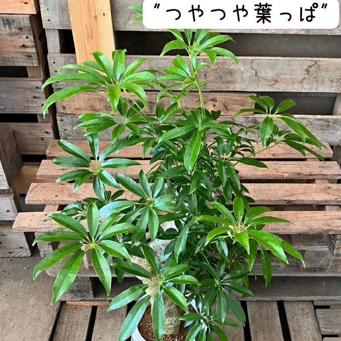 観葉植物現品販売