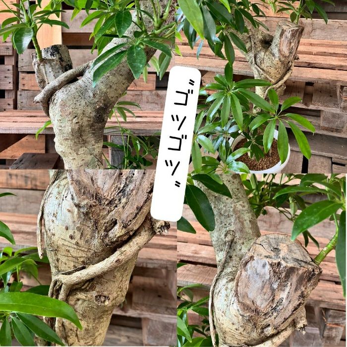 観葉植物現品販売