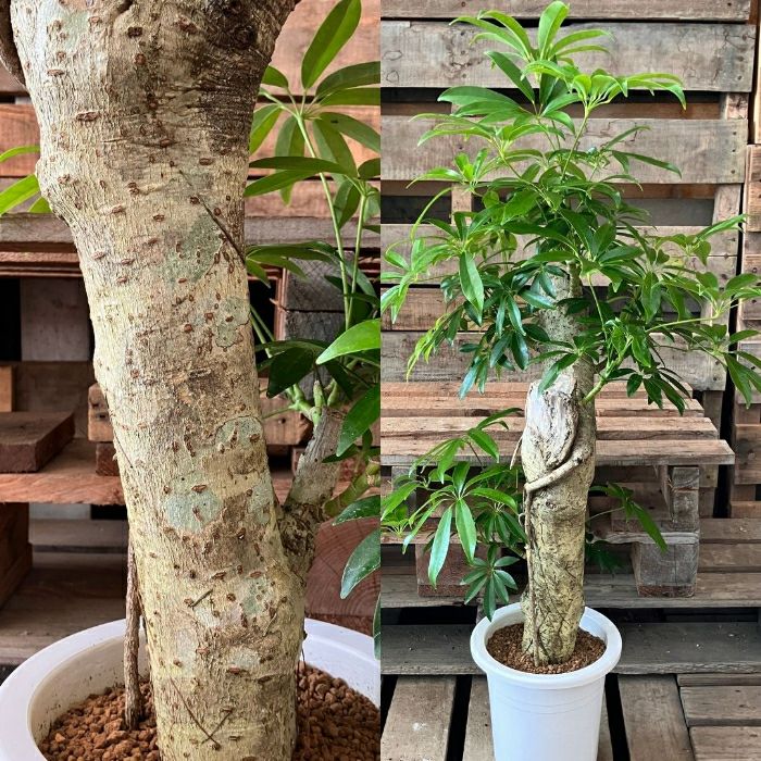 観葉植物現品販売