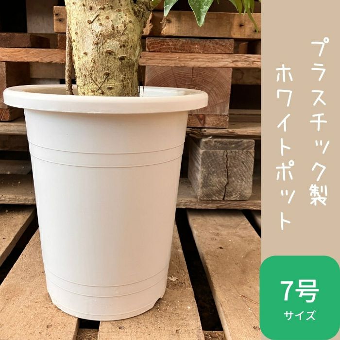 観葉植物現品販売
