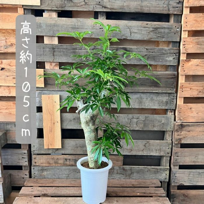 観葉植物現品販売