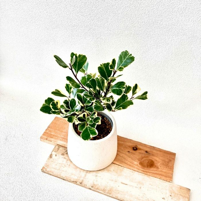 観葉植物現品販売