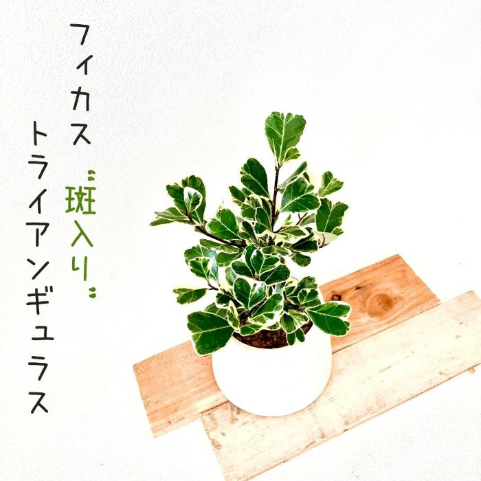 観葉植物現品販売