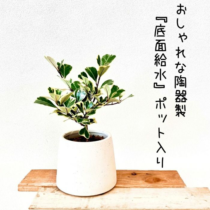 観葉植物現品販売