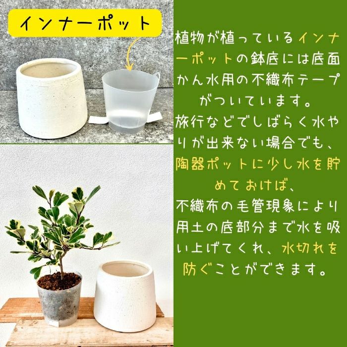 観葉植物現品販売