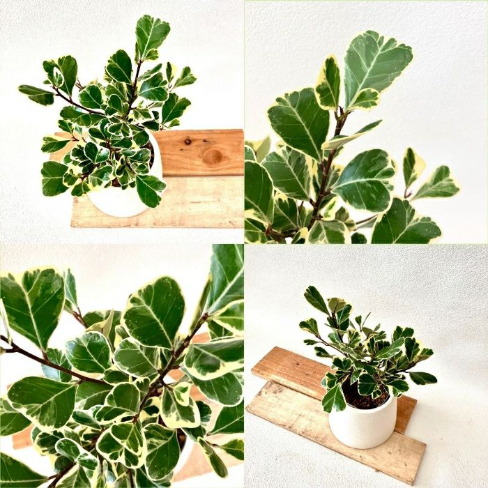 観葉植物現品販売