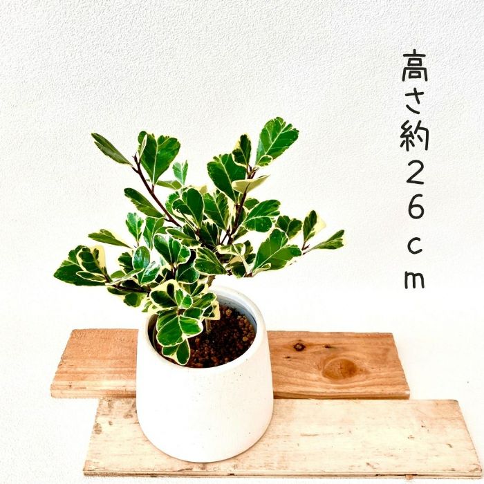 観葉植物現品販売