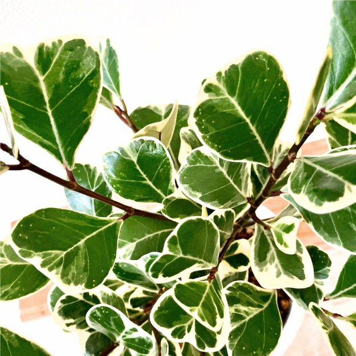観葉植物現品販売