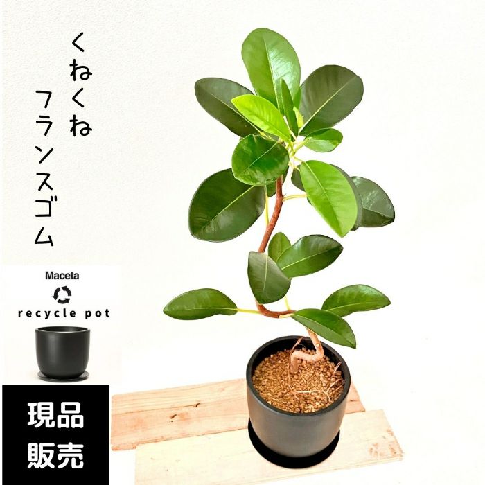 観葉植物現品販売