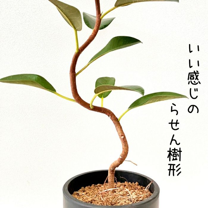 観葉植物現品販売
