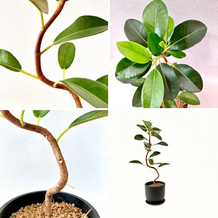 観葉植物現品販売