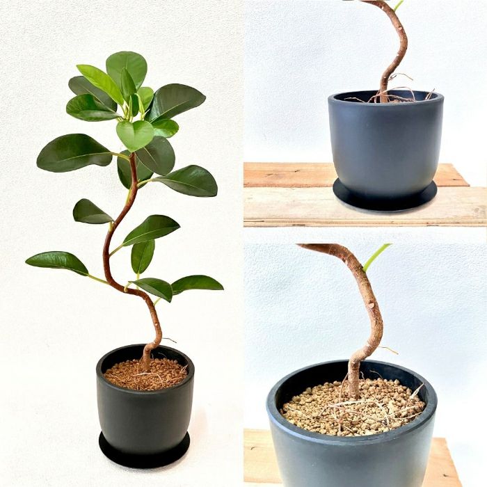 観葉植物現品販売
