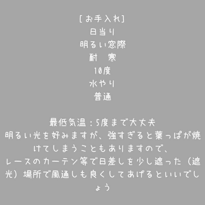 観葉植物現品販売