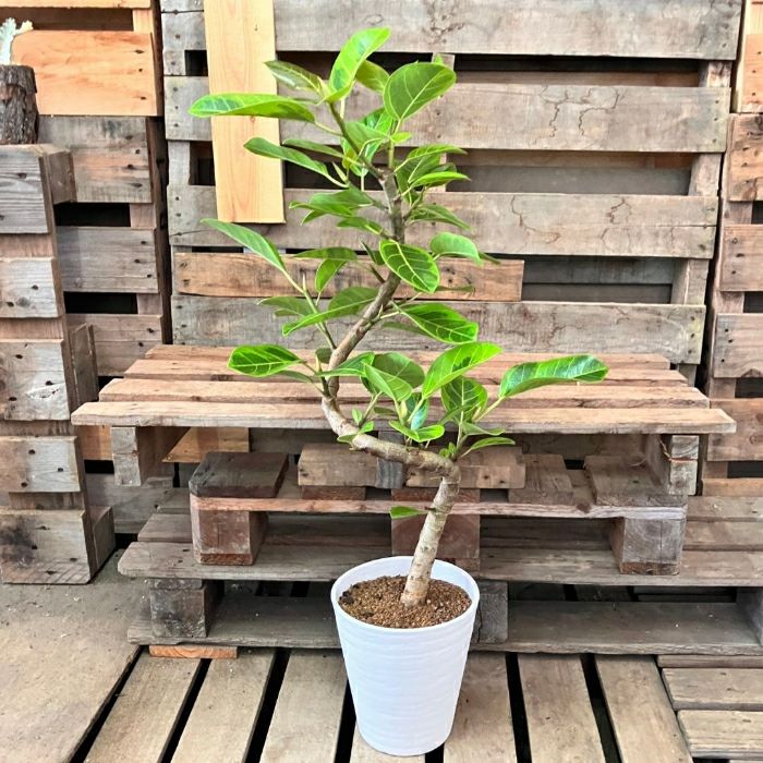 観葉植物現品販売