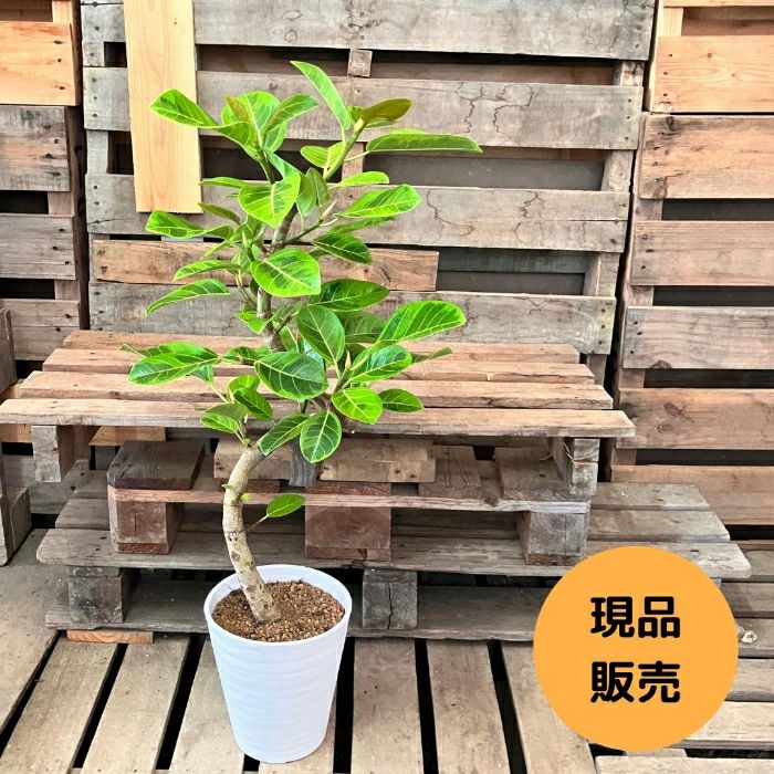 観葉植物現品販売