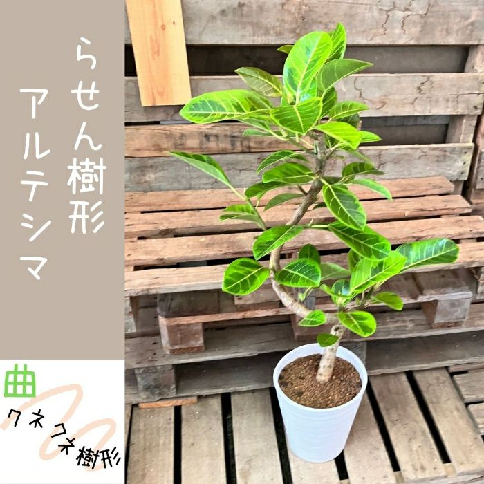 観葉植物現品販売