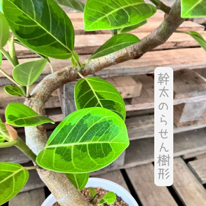 観葉植物現品販売