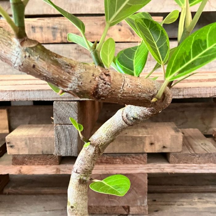 観葉植物現品販売