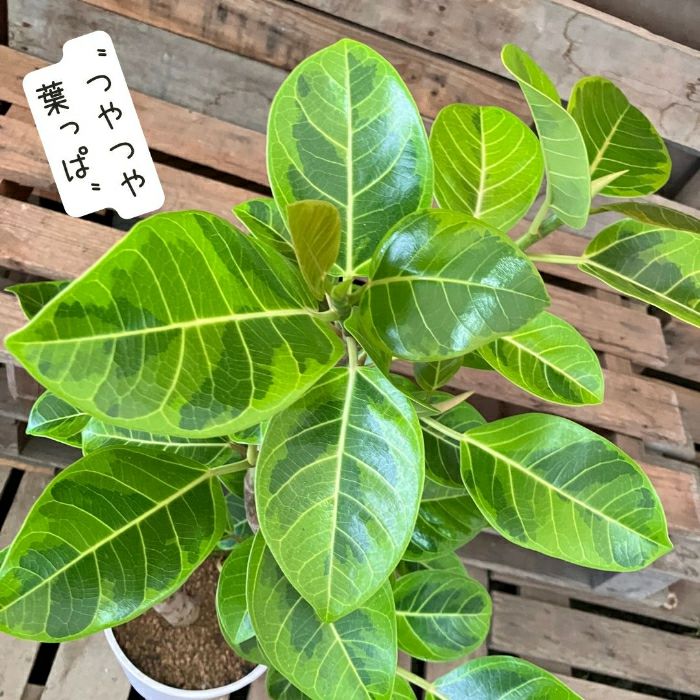 観葉植物現品販売