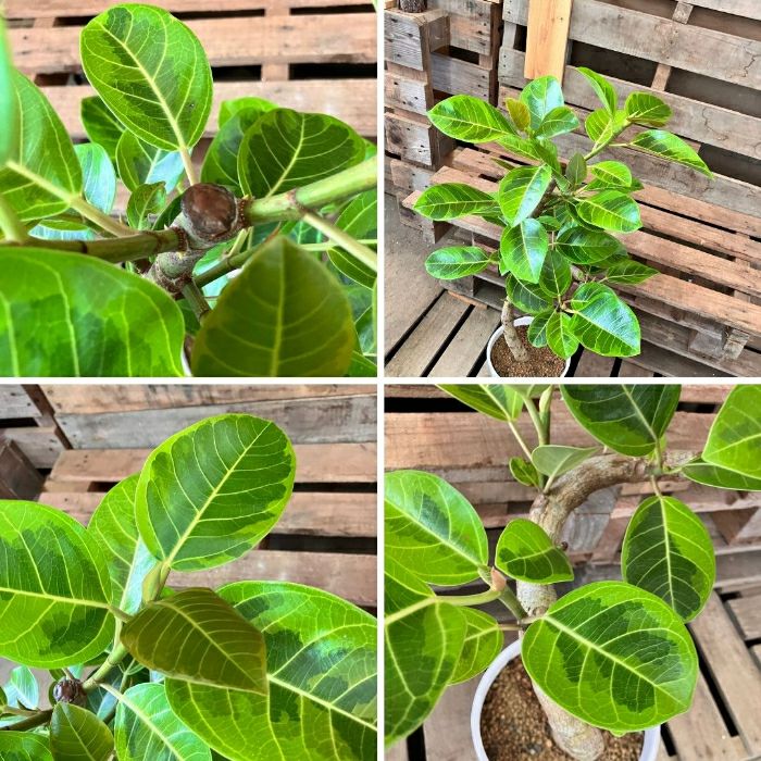 観葉植物現品販売