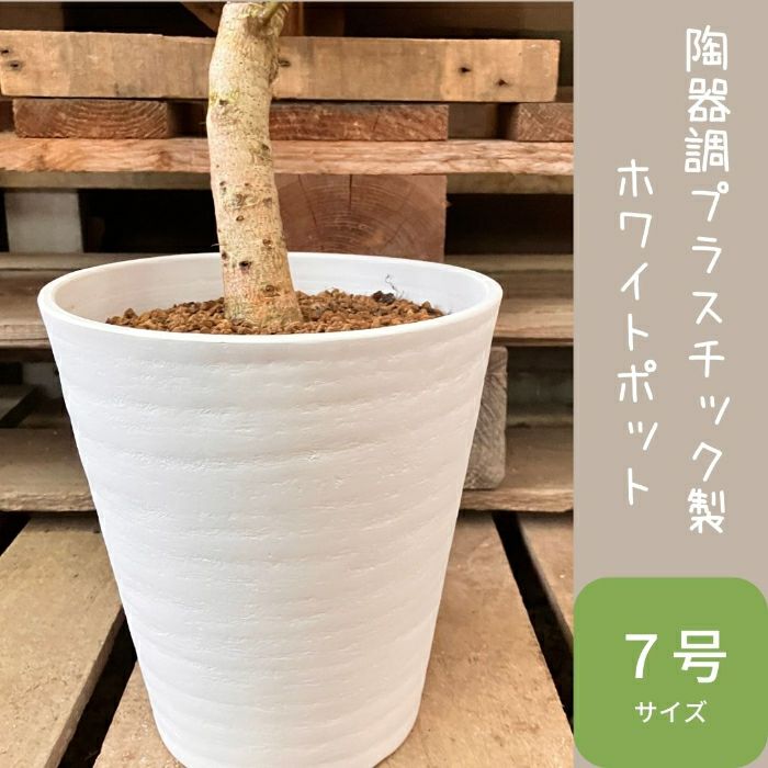 観葉植物現品販売