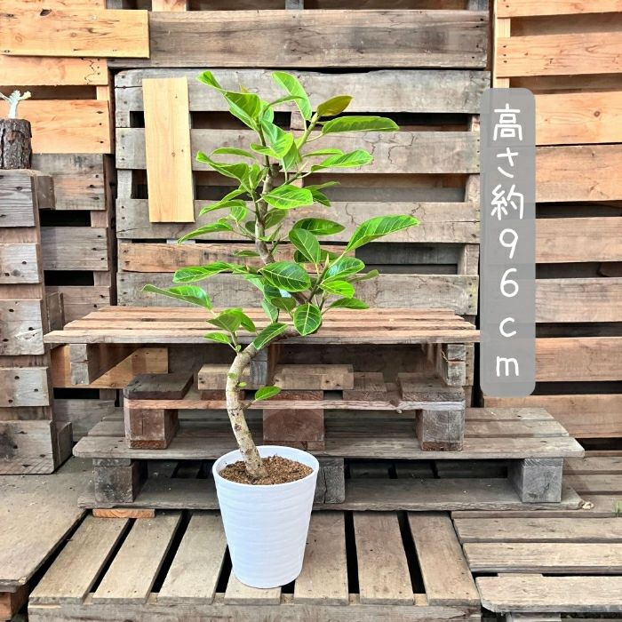 観葉植物現品販売