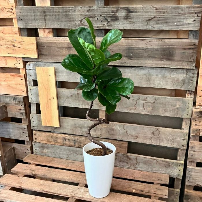 観葉植物現品販売