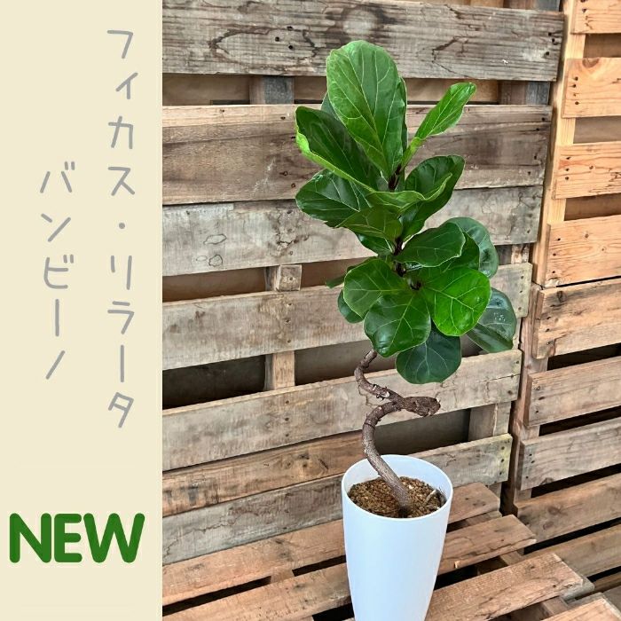 観葉植物現品販売