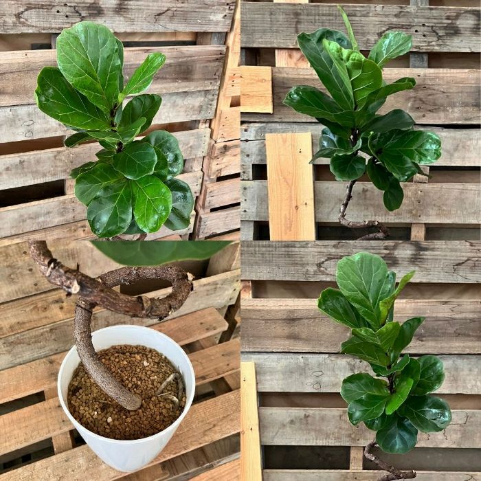 観葉植物現品販売