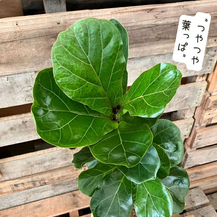 観葉植物現品販売