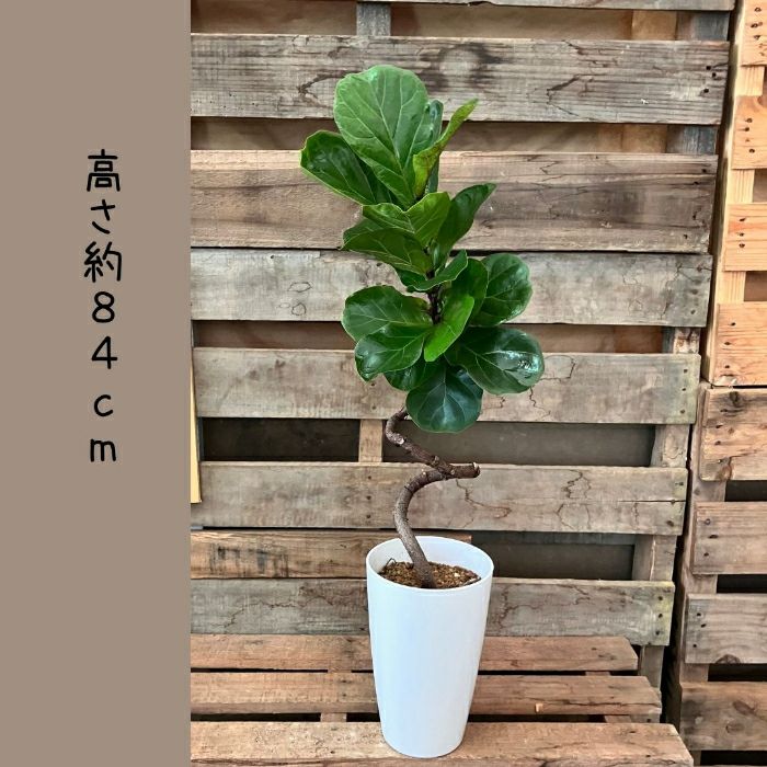観葉植物現品販売