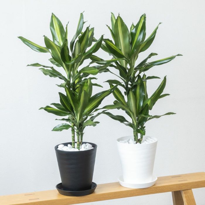 観葉植物 通販 ドラセナ・ジェレ セラアート6号鉢