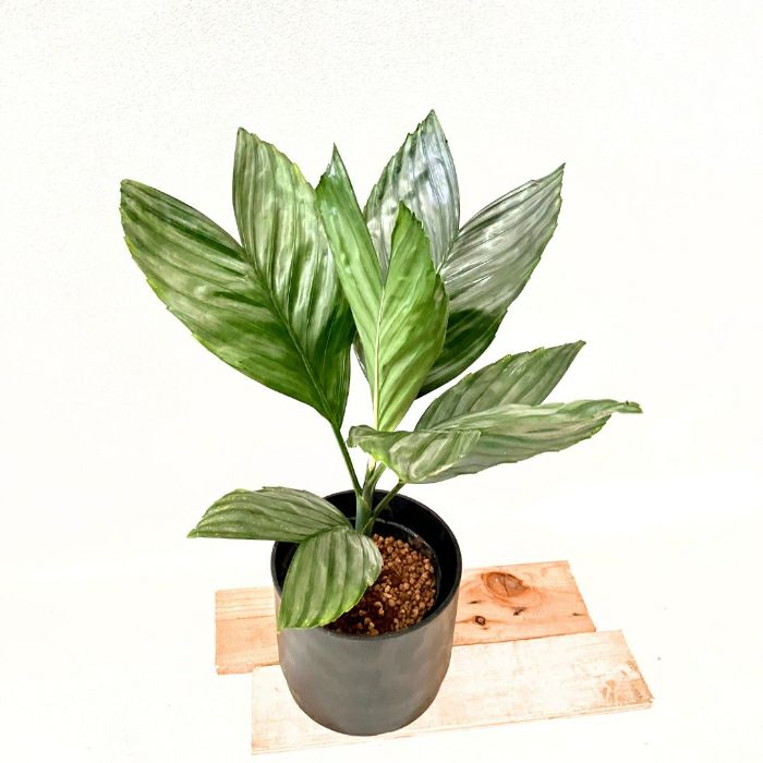 観葉植物現品販売