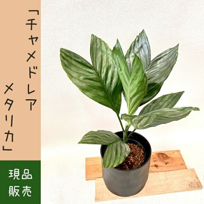 観葉植物現品販売