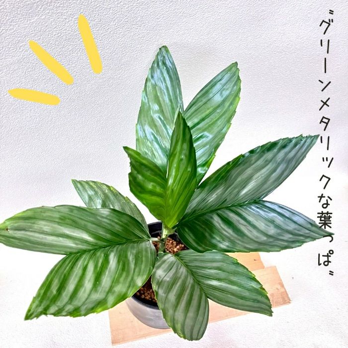観葉植物現品販売