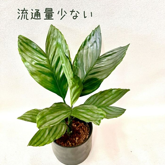 観葉植物現品販売