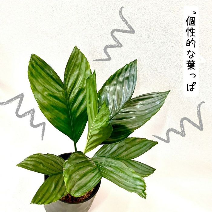 観葉植物現品販売