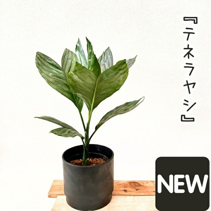 観葉植物現品販売