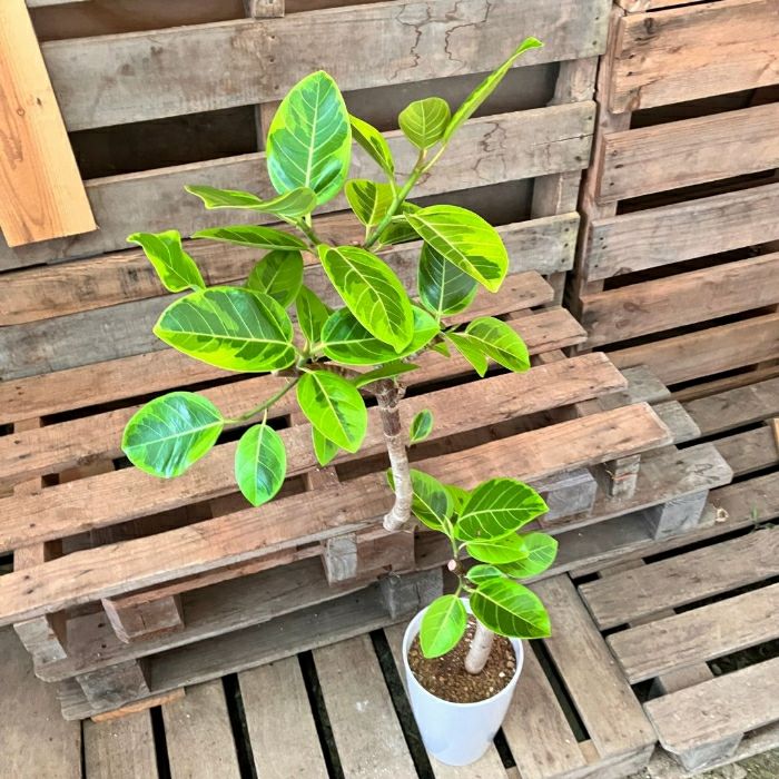 観葉植物現品販売