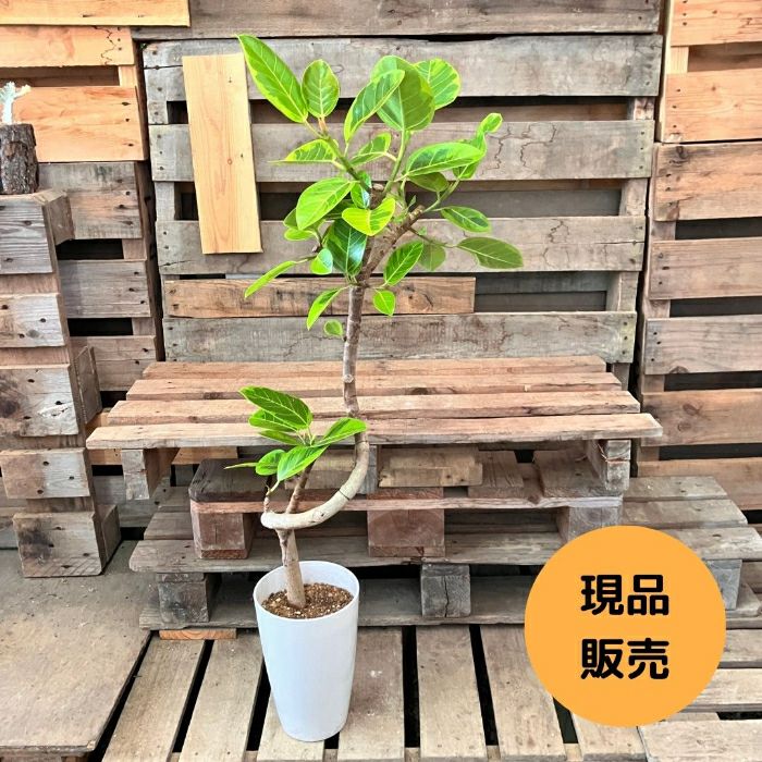 観葉植物現品販売