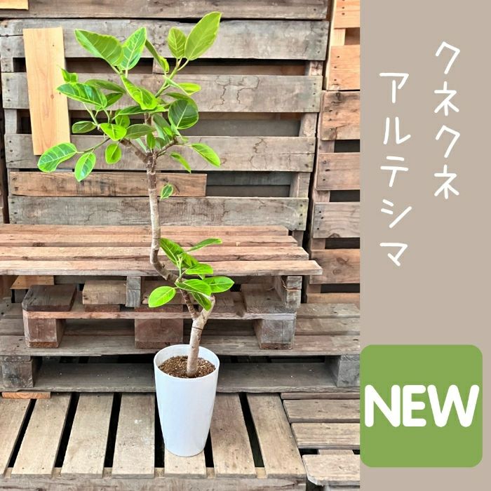 観葉植物現品販売