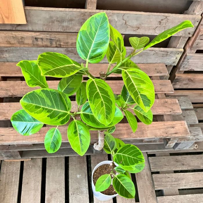 観葉植物現品販売