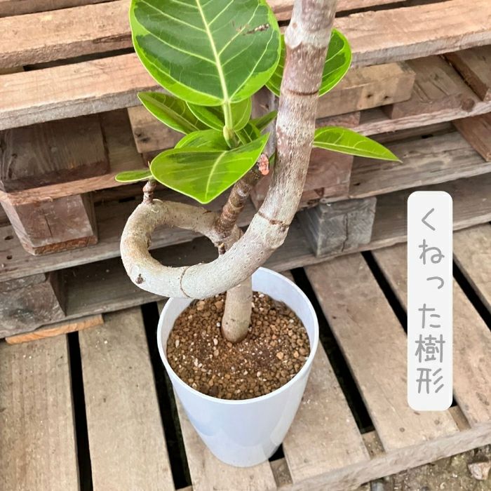 観葉植物現品販売