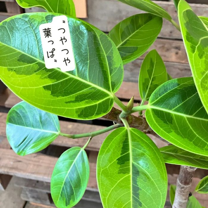 観葉植物現品販売