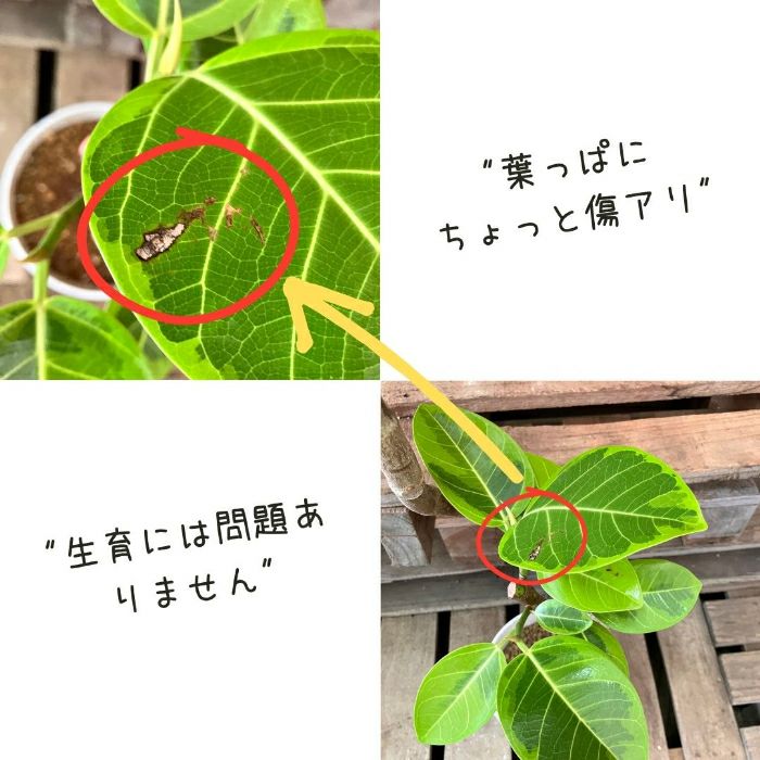 観葉植物現品販売