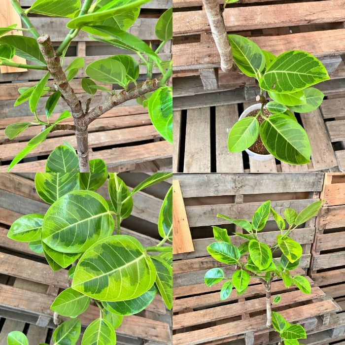 観葉植物現品販売