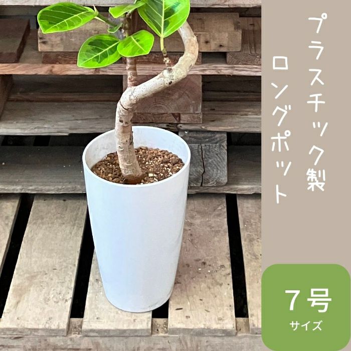 観葉植物現品販売