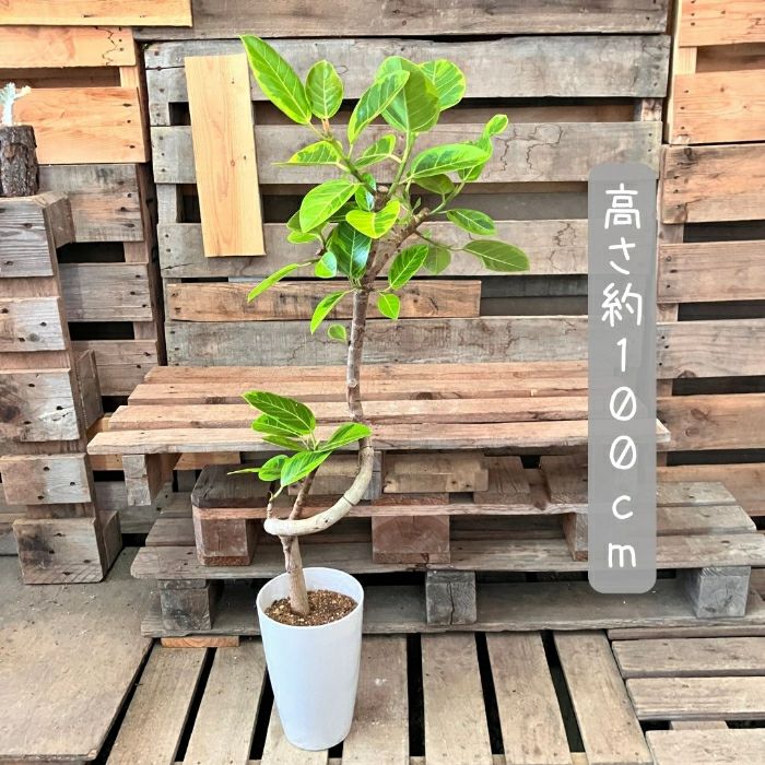 観葉植物現品販売